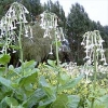 Nicotiana sylvestris