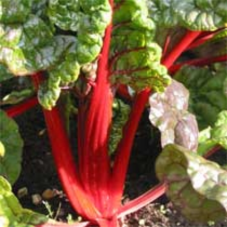 Beta vulgaris &#039;Charlotte&#039;