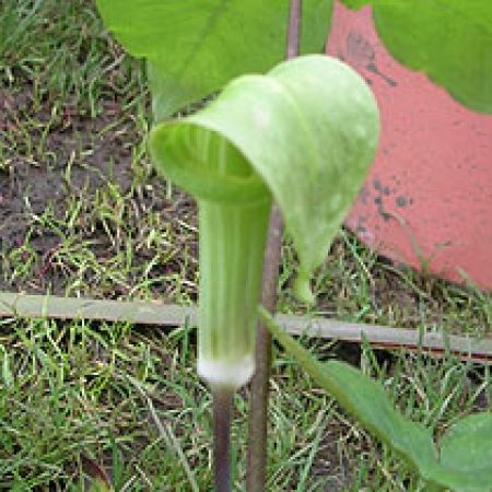 Arisaema triphyllum