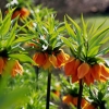 Fritillaria imperialis