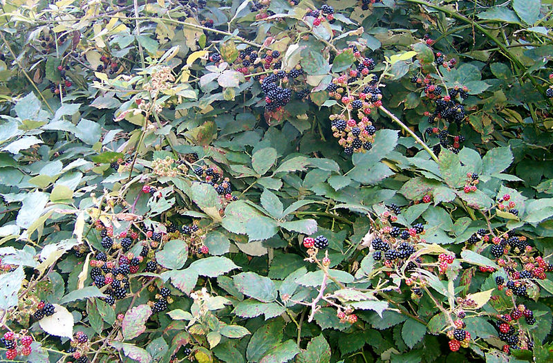 800px-blackberry_bush_with_fruit.jpg