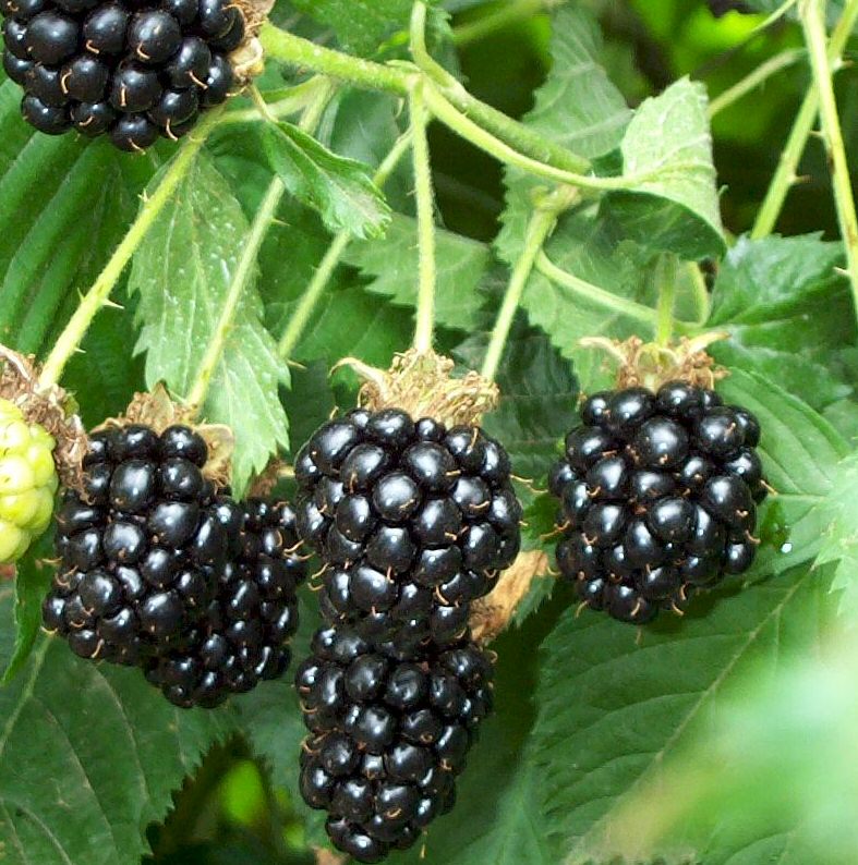 thornfree-blackberry-soft-fruit-bush.jpg