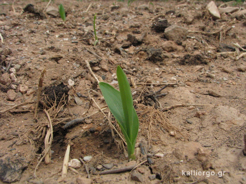 corn-grows-2015-04-20.jpg