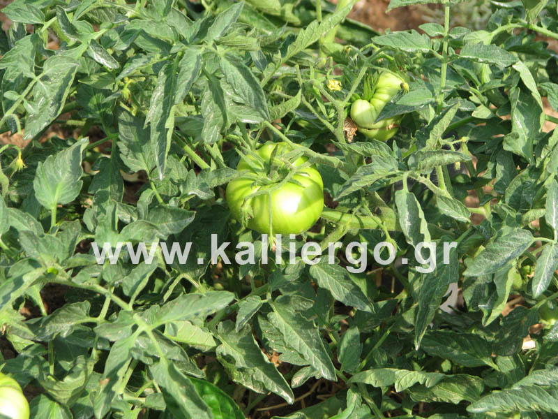 deep-irrigation-tomatoes-blooming-2015-06-06-02.jpg