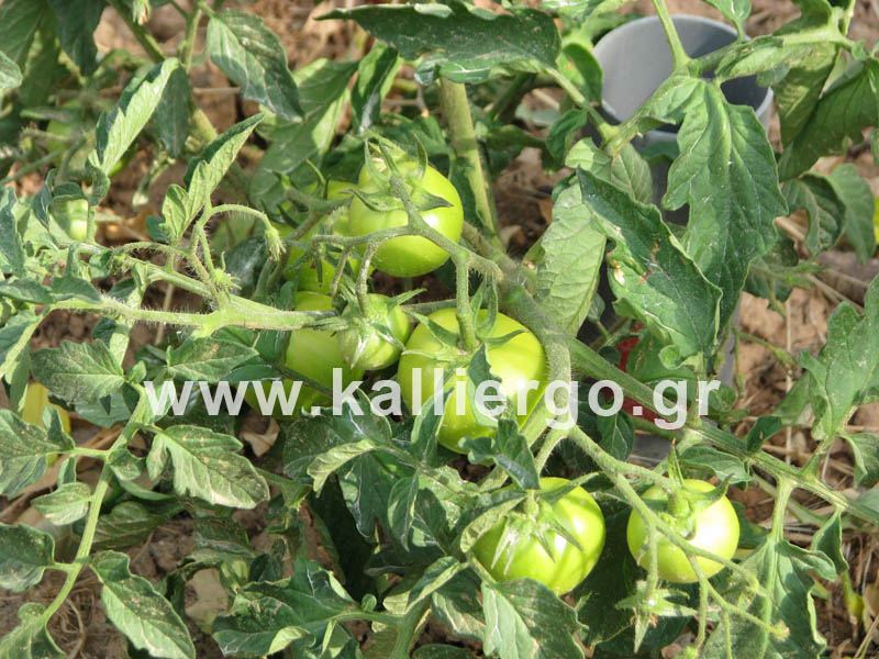 deep-irrigation-tomatoes-blooming-2015-06-06-03.jpg