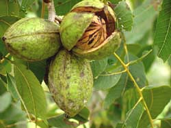 pecannuts-Caryaillinoinensis.jpg
