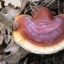 Ganoderma