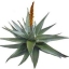 aloevera-hellas