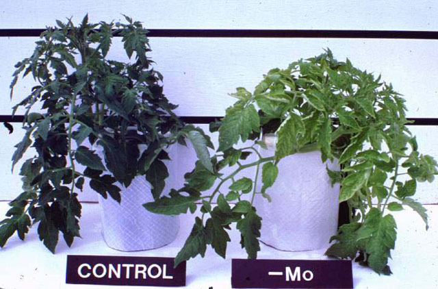 αριστερά φυτό ντομάτας χωρίς ανεπάρκεια μολυβδαινίου, ενώ στα δεξιά φυτό με τροφοπενία