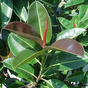 Ficus elastica ο ελαστικοφόρος, κοινώς λαστιχόδεντρο