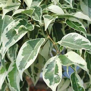 Ficus benjamina ο Βενιαμίν: ντελικάτος, κρεμοκλαδής