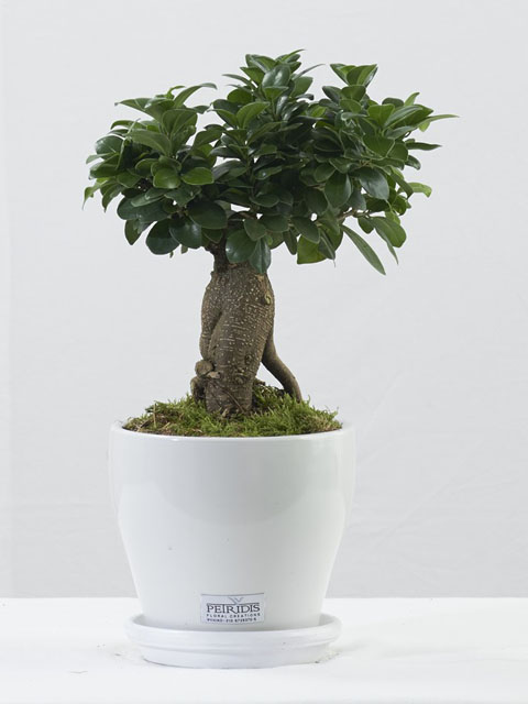 Δέντρο Bonsai