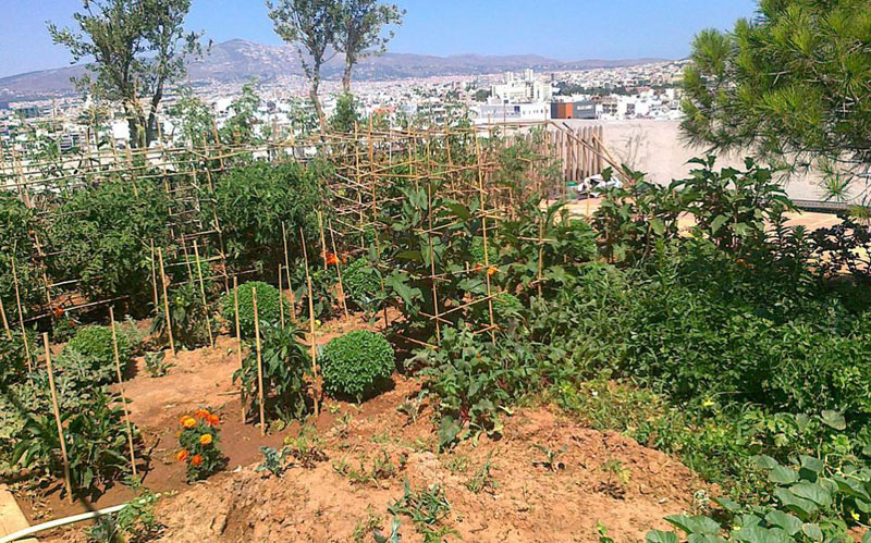 Λαχανόκηπος σε ταράτσα στους Αμπελοκήπους