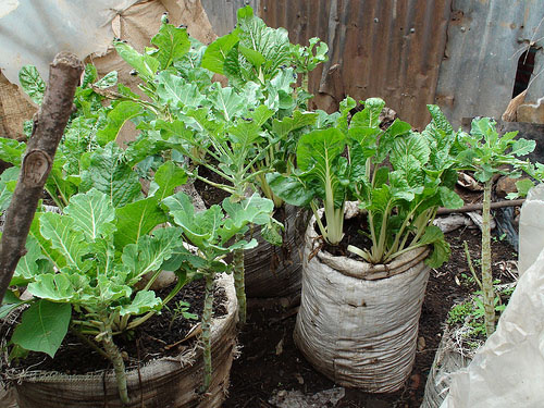 Κάθετες φάρμες, Urban Harvest, Ναϊρόμπι, Κένυα