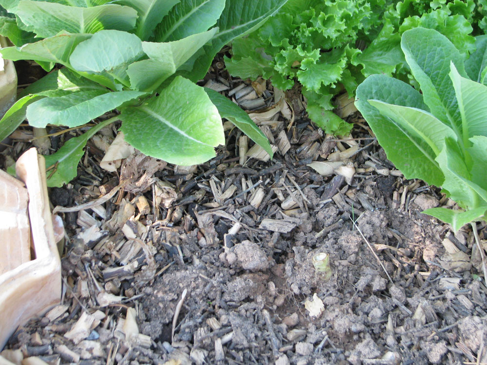 δεν υπάρχουν αγριόχορτα με wood chips