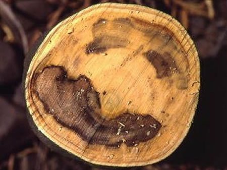 κορυφοξήρα-παρατηρείται ο μεταχρωματισμός του ξύλου