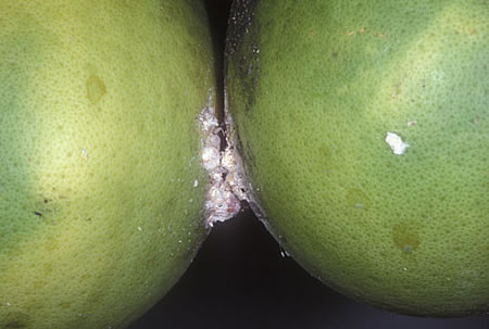 Ψευδόκοκκος σε πράσινο λεμονάκι