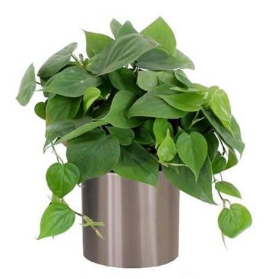 philodendron scandens