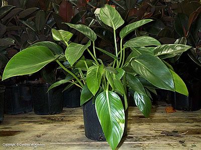 philodendron domesticum