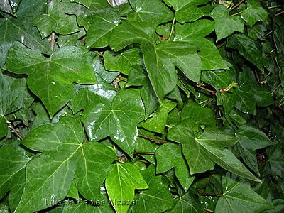 hedera helix