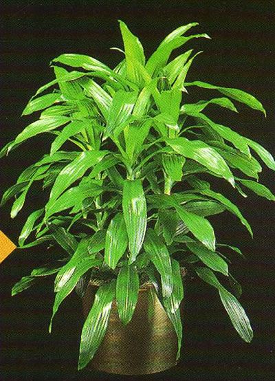 dracaena deremensis janet craig