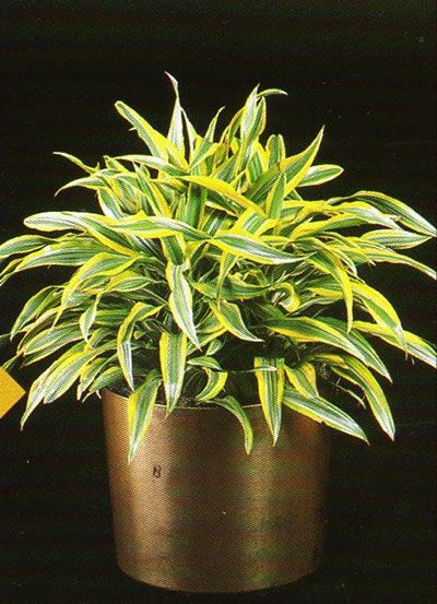 dracaena deremensis warneckii