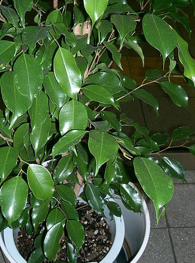 ficus benjamina