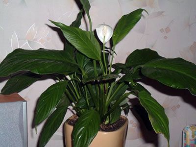 spathiphyllum mauna loa