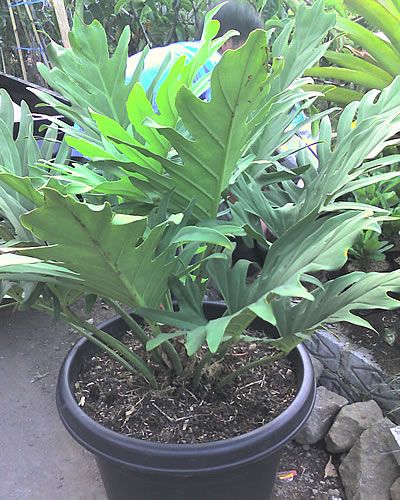 philodendron bipinnatifidum