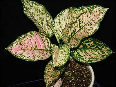 aglaonema modestum.jpg