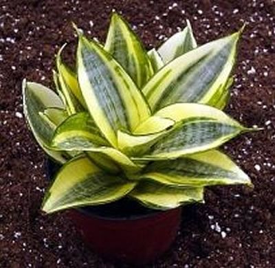 sansevieria trifasciata