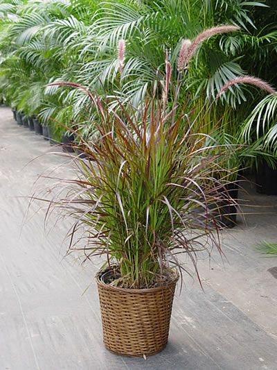 dracaena marginata