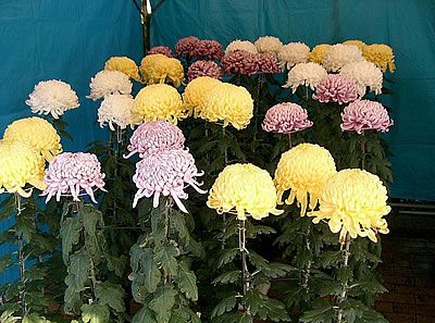 chrysantheium morifolium