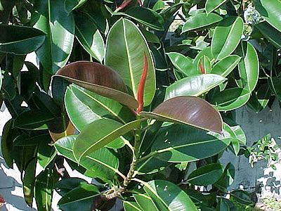 ficus elastica