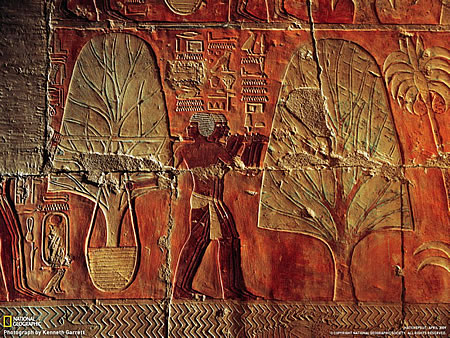 Μεταφύτευση δένδρων στην αρχαία Αίγυπτο