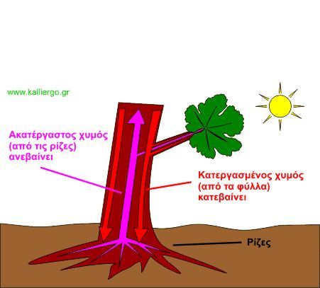 Η ροή των χυμών σε ένα αμπέλι