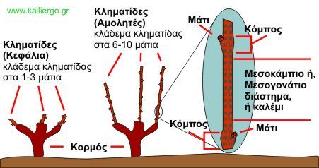 αμπέλι - μάτια, κληματίδες και αμολητές