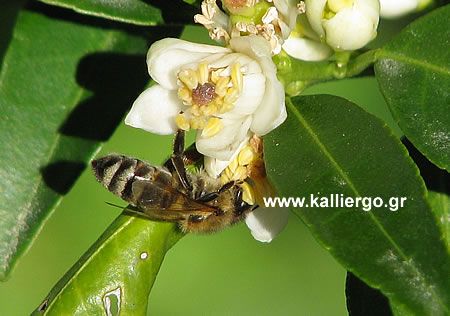 2019.kalliergo.gr - Μέλισσα σε άνθος λεμονιάς