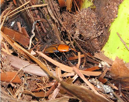 Το κόκκινο σκαθάρι (Rhynchophorus ferrugineus - red palm weevil) πάνω στο φοίνικα