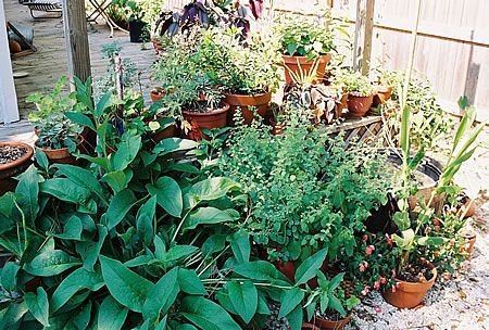 βότανα αρωματικά φυτά στο μπαλκόνι