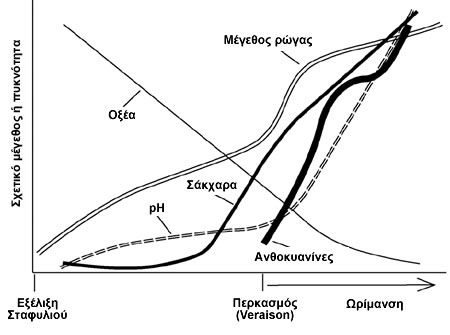 Εξέλιξη του σταφυλιού σε σχέση με τα ποιοτικά χαρακτηριστικά του μούστου - Διάγραμμα από Watson, 2003