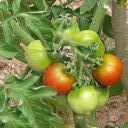 29062011-tomates-red01