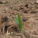 corn-grows-2015-04-20