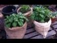 Plant Potatoes in Bags of Burlap Above Ground from Home Grown Fun