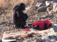 Kanzi le chimpanzé qui sait allumer un feu