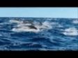 Γιάννης Πάριος - Θάλασσα (Yannis Parios - Thalassa)