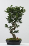 Δέντρο Bonsai