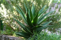 Aloe vera η γνωστή σε όλους μας