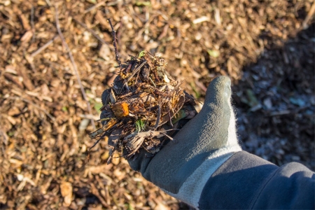 Χρήση θρυμματισμένου ξύλου (wood chips) στον κήπο για την βελτίωση του χώματος (εδάφους). Οφέλη, τεχνικές, εμπειρίες