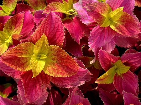 Βελούδο Τσελόζια (Coleus)